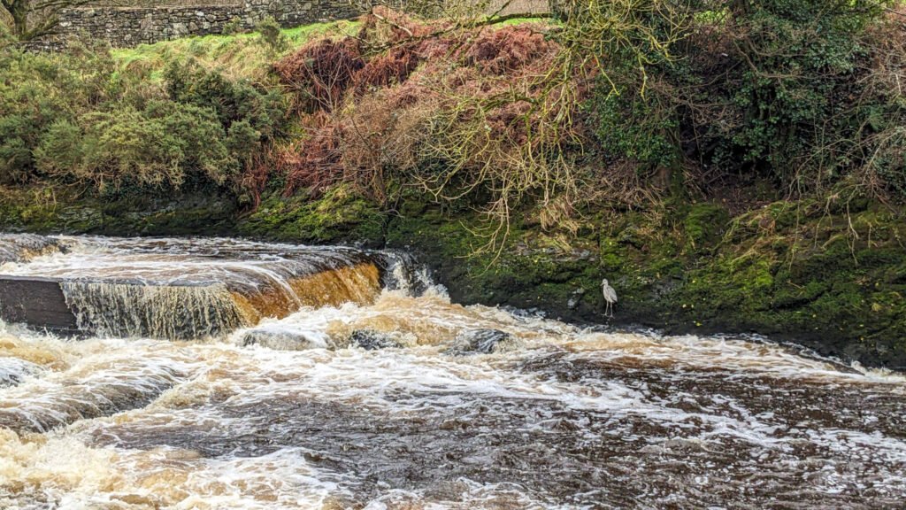 Frank the crane chillin at his usual spot beside the waterfall at Lovers Retreat Omagh