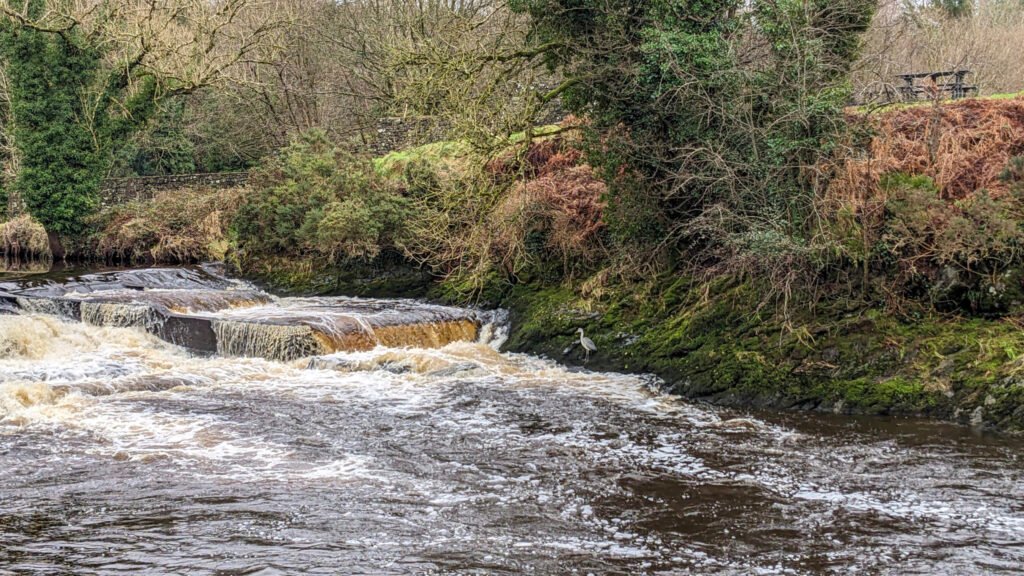 Frank the crane chillin at his usual spot beside the waterfall at Lovers Retreat Omagh