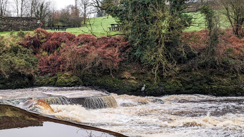 Frank the crane chillin at his usual spot beside the waterfall at Lovers Retreat Omagh