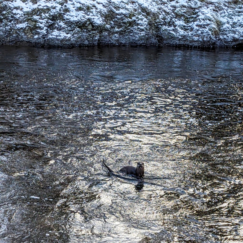 Harry Otter the otter playing just below the waterfall at Lovers Retreat in winter