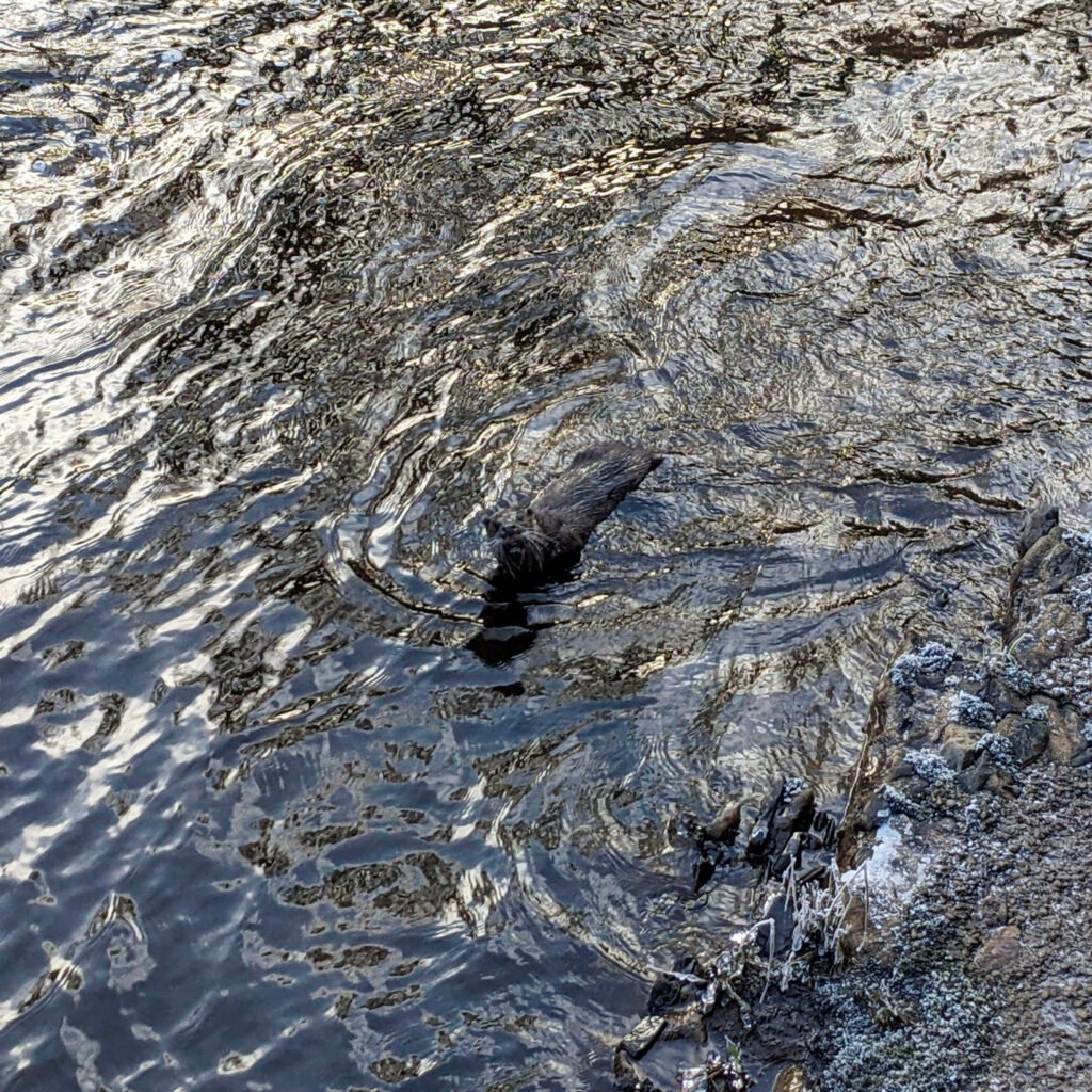 Harry Otter the otter playing just below the waterfall at Lovers Retreat in winter