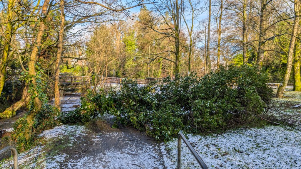 Tree fallen at Lover's Retreat following storm Eowyn in the snow in Omagh