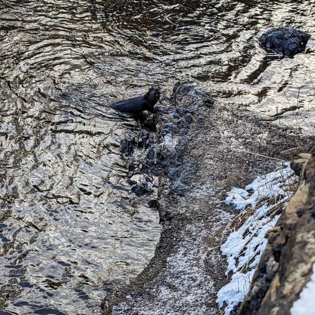 Harry Otter the otter playing just below the waterfall on the rocks at Lovers Retreat in winter